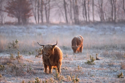 schotse hooglander (Bos taurus) 1-2019 7198